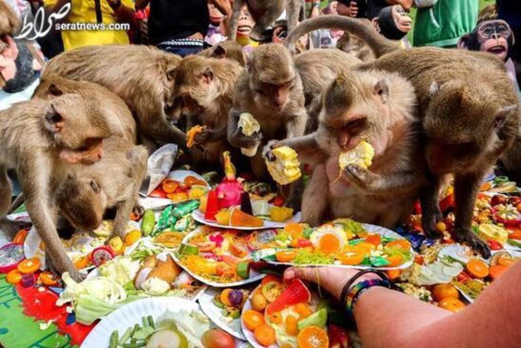 جشنواره سالانه میمون ها در تایلند/ رویترز 