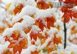 برف و باران بهاری در راه ایران است