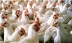 تهدید عضو شورای شهر تهران به افشای پشت پرده‌های انتخاب شهردار