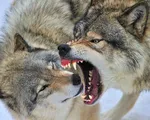 اعدام ابلیس بو گندو در ملاعام + جزئیات دردناک