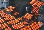 فعالیت میادین میوه و تره بار تا ۴ ساعت قبل از تحویل سال