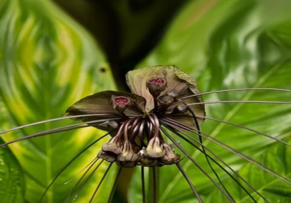 سیاه بت گل