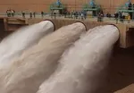 وزیر نیرو: مصرف برق ۳۰۰۰ مگاوات کاهش یافت