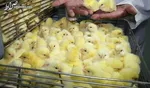 عذرخواهی از مردم به دلیل کمبود مرغ و افزایش قیمت/ قیمت‌های جدید مرغ و تخم‌مرغ
