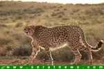 لاک‌پشت افسانه‌ای گالاپاگوس درگذشت