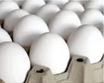 قیمت هر شانه تخم مرغ به ۴۸۰ هزارتومان رسید