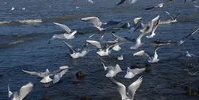 تصاویر / میانکاله، سرزمین فلامینگو‌ها