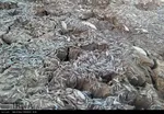 هامون در چه حالی است؟ +عکس