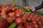 قیمت اقلام اساسی در ۲۰ تیر/ نرخ هر کیلو آلبالو رسمی، ۱۷ هزار تومان