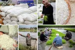 رئیس انجمن واردکنندگان برنج: ثبت سفارش واردات برنج هنوز باز نشده/ارز واردات برنج مشخص نیست