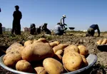 سیب‌زمینی و گوجه‌فرنگی ارزان شد/ قیمت جدید