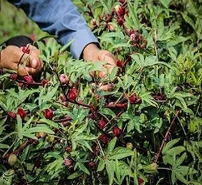 تصاویر/ بازدید رییس بنیاد مستضعفان از بازسازی پلاسکو