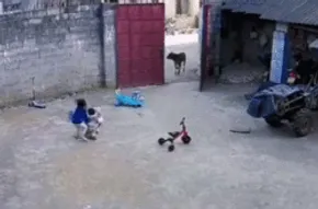 تصاویر / جشنواره بادبادک‌ها