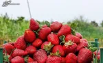 قیمت میوه و سبزی در بازار +جدول