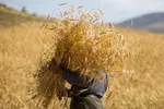افزایش ۱۴.۷ درصدی دخل و خرج خانوار ایرانی در ۵ ماه