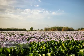 گزارش تصویری | بازار فرش اصفهان