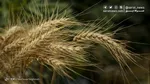 رکورد تاریخی گندم در سال سخت؛ تولید به ۱۴.۱ میلیون تن رسید