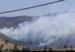 خطر جدی انتقال بیماری تب کریمه‌کنگو در عید قربان/ ۸ نفر قربانی تا امروز