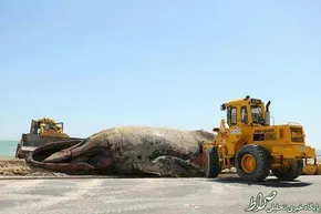 فیلم/ تلاش برای نجات ده‌ها نهنگ به گل نشسته در غرب استرالیا