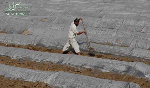کشاورز پاکستانی در چارسده محصولات خود را برای محافظت از سرما با پلاستیک پوشانده