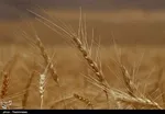 پراید ۴۷ میلیون شد! +جدول قیمت خودرو