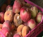 میادین میوه و تره بار تهران اربعین تعطیل است