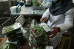 ۸۰درصد کارگران زیر خط مرگ! /تورم در راه است