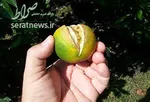 ميزان خريد نفت تركيه از ايران چقدر است؟