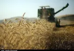 پهلوگیری ۲ فروند کشتی اقیانوس‌پیمای حامل کالای اساسی در بندر امام (ره) / واردات 