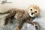 فیلم/۲۰ یوز پلنگ ایرانی در کشور زندگی می‌کنند