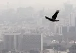گوشت قرمز خطر بیماری قلبی را افزایش می‌دهد