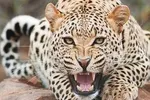 حمله پلنگ به دام‌های عشایر سیستان و بلوچستان