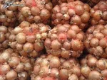 جزییات پرداخت ارز دانشجویی؛ شهریه ۱۳ هزار دلار و اسکان ۱۵۰۰ یورو