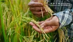 قیمت جدید کالاهای اساسی اعلام شد + جدول