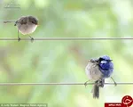 آغاز بارش باران در کشور