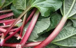 ریواس گیاه اصیل، ایرانی و شگفت انگیز، سرشار از خواص