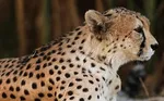مرگ دلخراش کودک ۸ ساله توسط سگ‌های وحشی