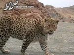 درگذشت مدیر کمپ ترک اعتیاد لنگرود در زندان
