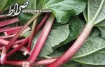 واقعا مصرف شیرموز خطرناک است؟