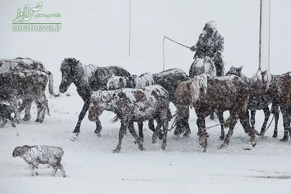 یک چوپان با گله خود در برف سنگین منطقه آلتای، سین کیانگ چین