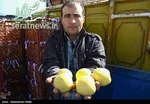 عرضه مرغ ۶۷۰۰ تا ۸۱۰۰ تومانی به بازار در این هفته