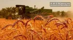 بخش نخست مطالبات گندم‌کاران واریز شد