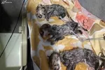 امکان بارداری مجدد ماده یوز ایرانی وجود دارد