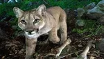 خبر سکته مغزی چمران کذب است