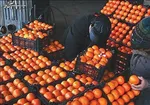۵۰ هزارتن شکر احتکاری ظرف یک‌هفته پیش کشف شد