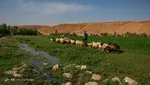 جدول | قیمت جدید مرغ و گوشت در بازار؛ فیله کیلویی ۱.۵
