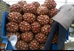 کاهش قیمت مرغ و تخم‌مرغ در بازار