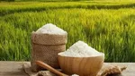   قیمت برنج داخلی متعادل می‌شود | گرانی لبنیات چقدر بوده است؟