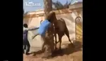 حبس یک قصاب بخاطر کشتار ۳ گوسفند!