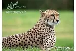 فلش‌مموری‌ با پوست‌ مار‌ پیتون!+عکس